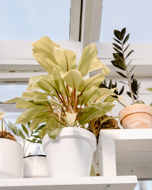 A sunlit indoor garden featuring a variety of potted houseplants on a shelf.